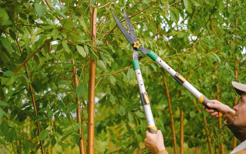Tree trimming in Chillicothe, TX